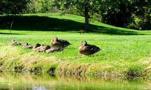 La Cité Golf Club, Hawkesbury, Ont.