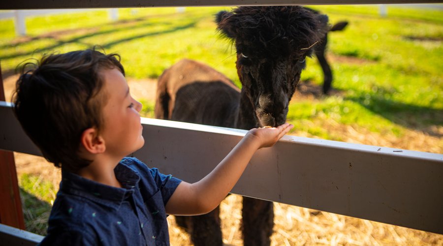 HERSHEY FARM RESORT - Updated 2025 Prices & Hotel Reviews (Ronks, PA - Lancaster County) HERSHEY FARM RESORT - Updated 2025... 