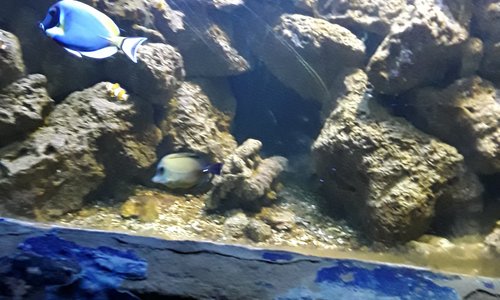 Acquario 