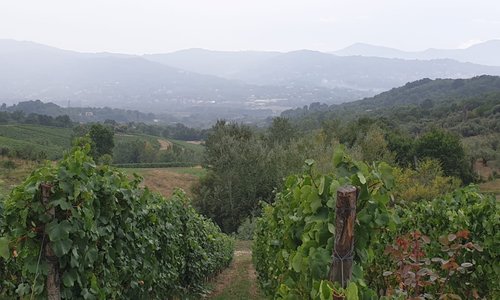 Irpinia vineyards