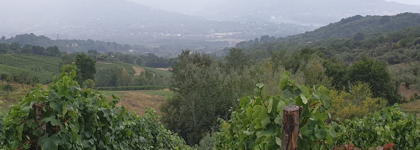 Irpinia vineyards