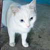 kitty_cat_0318