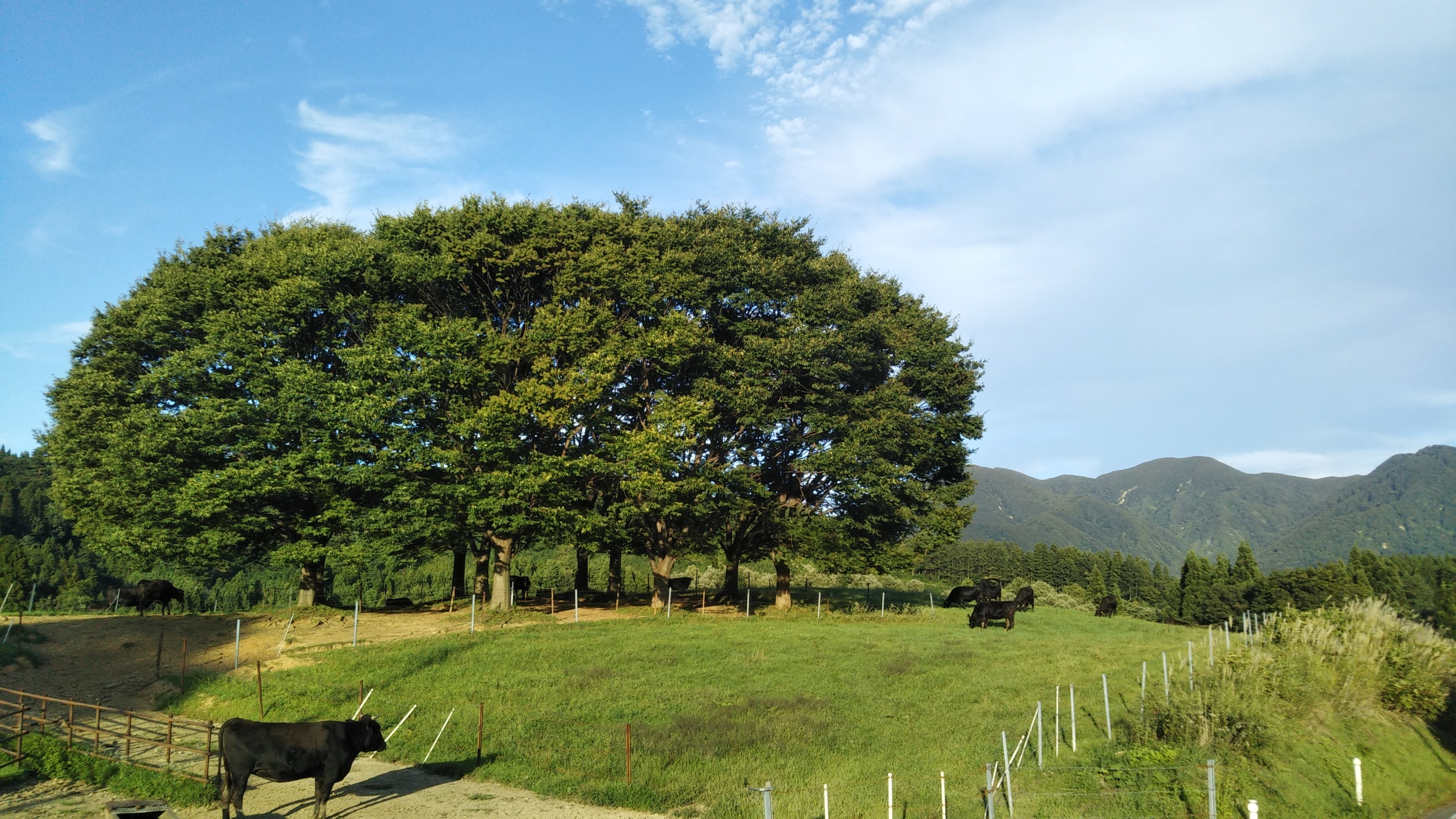 牧草地 丘 スロープ - Pixabayの無料写真