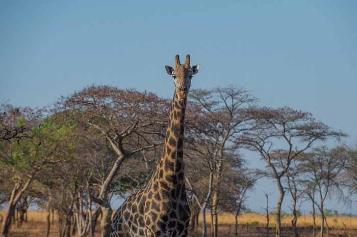 LILAYI LODGE $142 ($̶1̶7̶7̶) - Updated 2023 Prices & Reviews - Lusaka, Zambia LILAYI LODGE $142 ($̶1̶7̶7̶) - Updated 2023 Prices & Reviews - Lusaka, Zambia