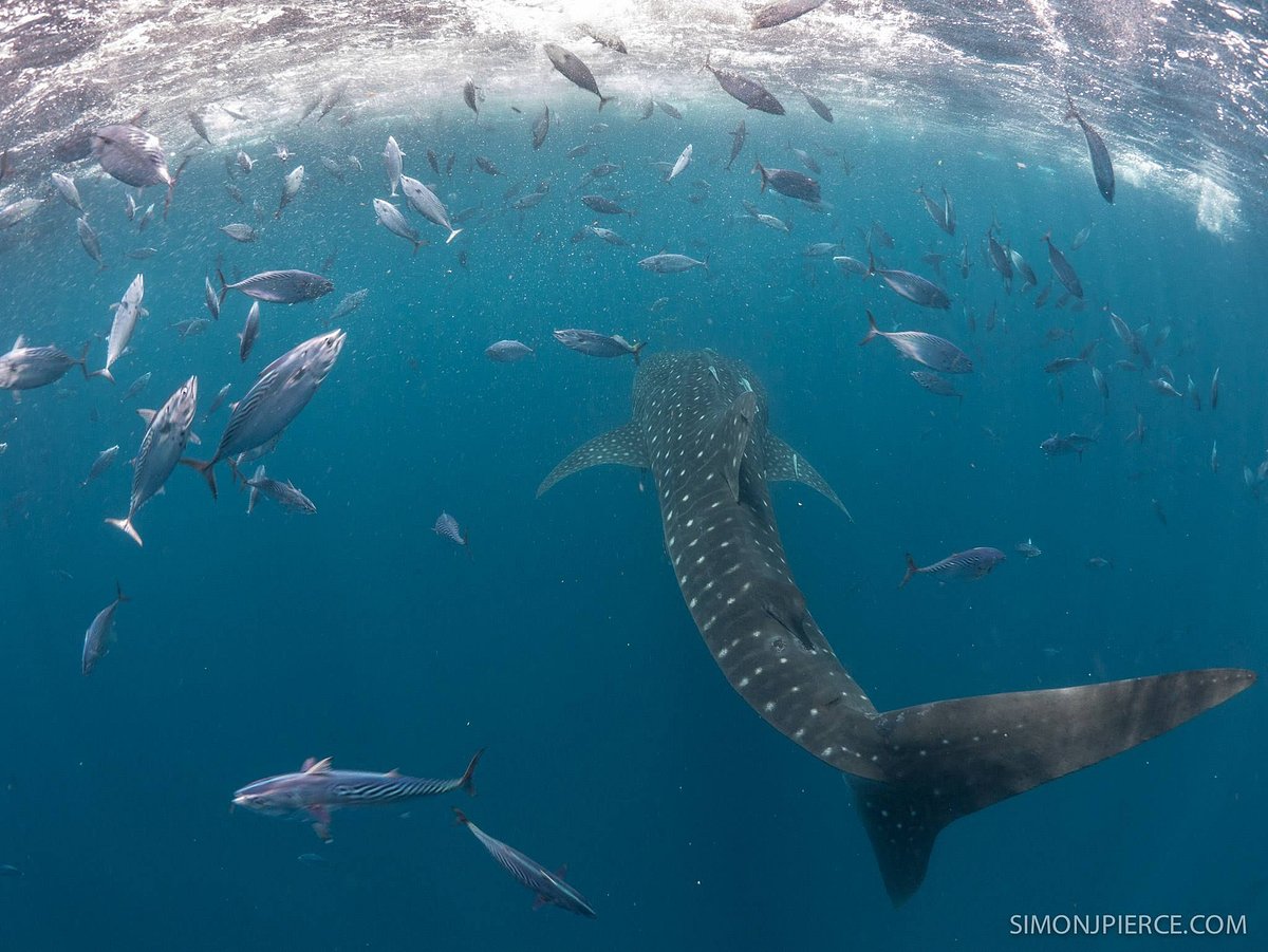 Mafia Island: The whale sharks that went nowhere - Oceanographic -  Oceanographic
