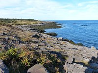 Seal Cove, Animal Attraction