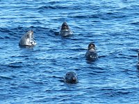 Seal Cove, Animal Attraction