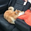 Aiko Traveler