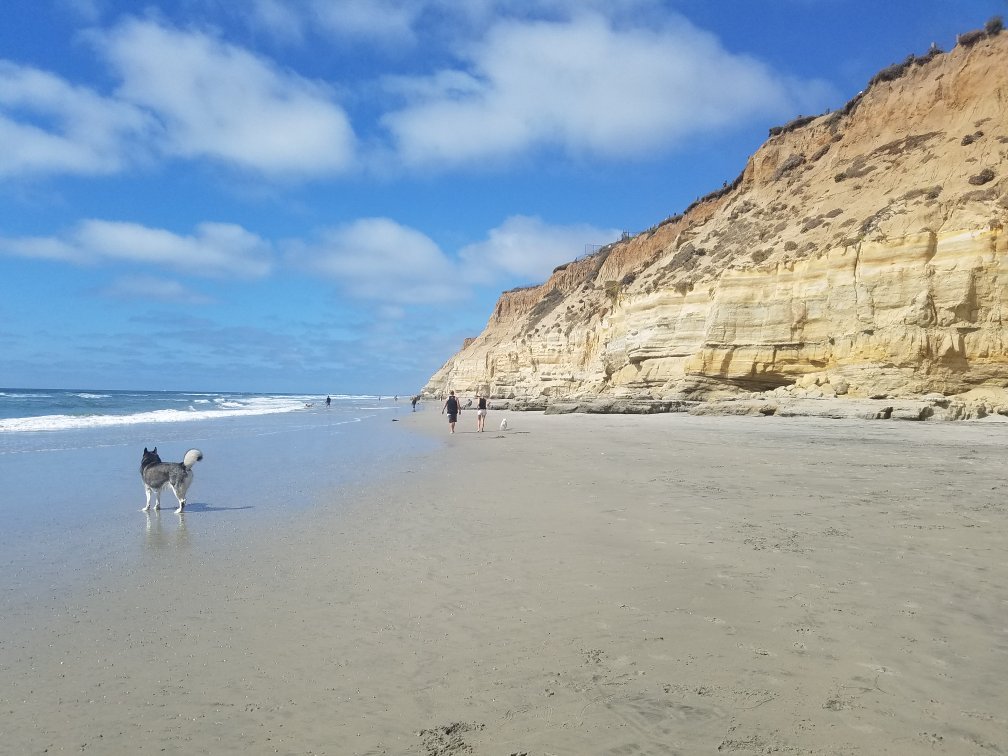 Discovering Del Mar Dog Beach: A Tide Guide for Dog Owners