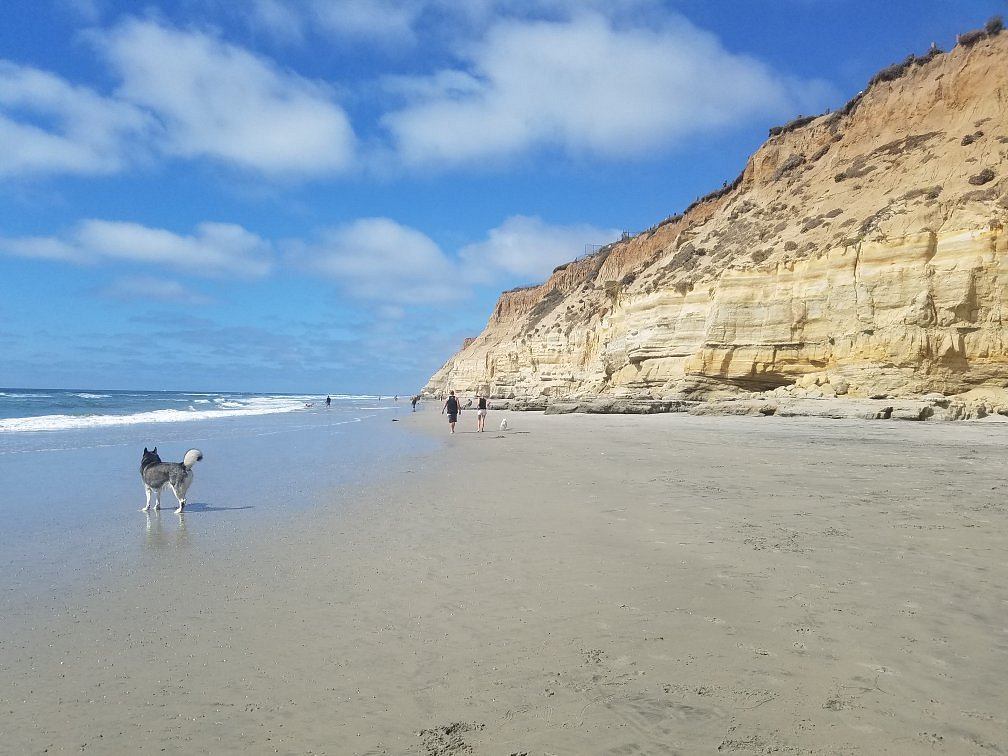 can dogs swim in lake del valle