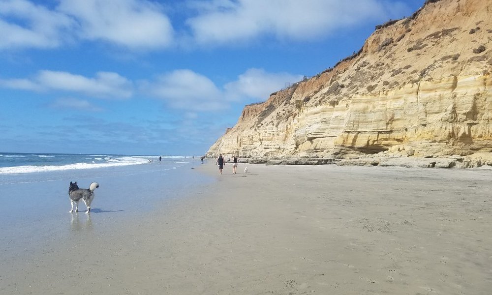 Del Mar Dog Beach - 델 마르 - Del Mar Dog Beach의 리뷰 - 트립어드바이저