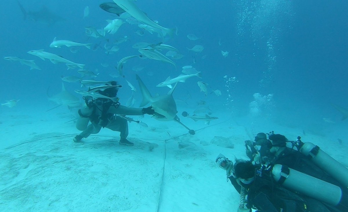 dive mike playa del carmen