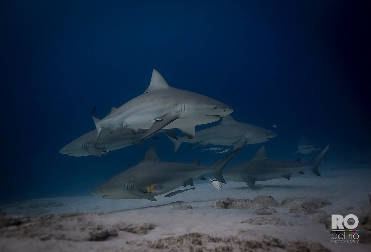 dive mike playa del carmen