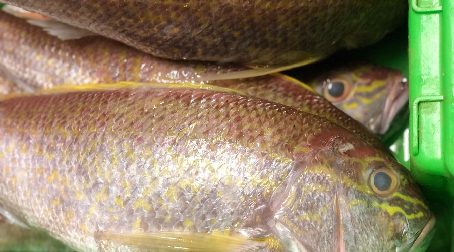 Fresh Fish Shack