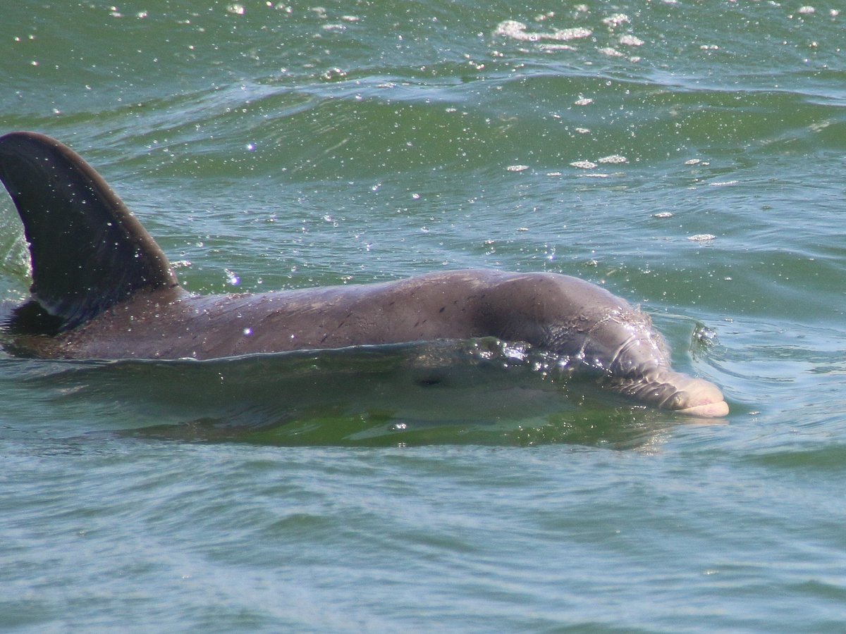 How Dolphins Play With and Carry Objects in the Wild - Clearwater