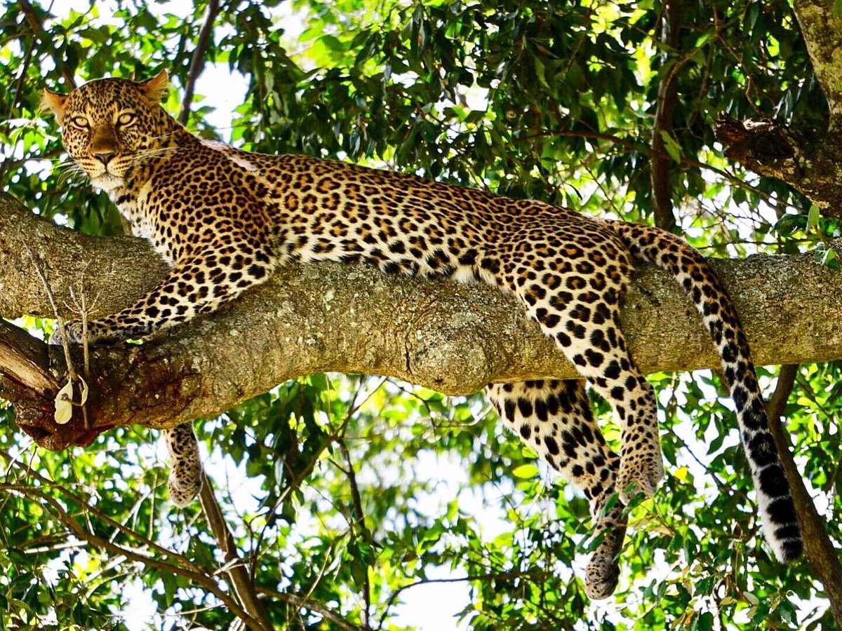 African Habitat Safaris (Nairobi) - All You Need to Know BEFORE You Go African Habitat Safaris (Nairobi) - All You Need to Know BEFORE You Go