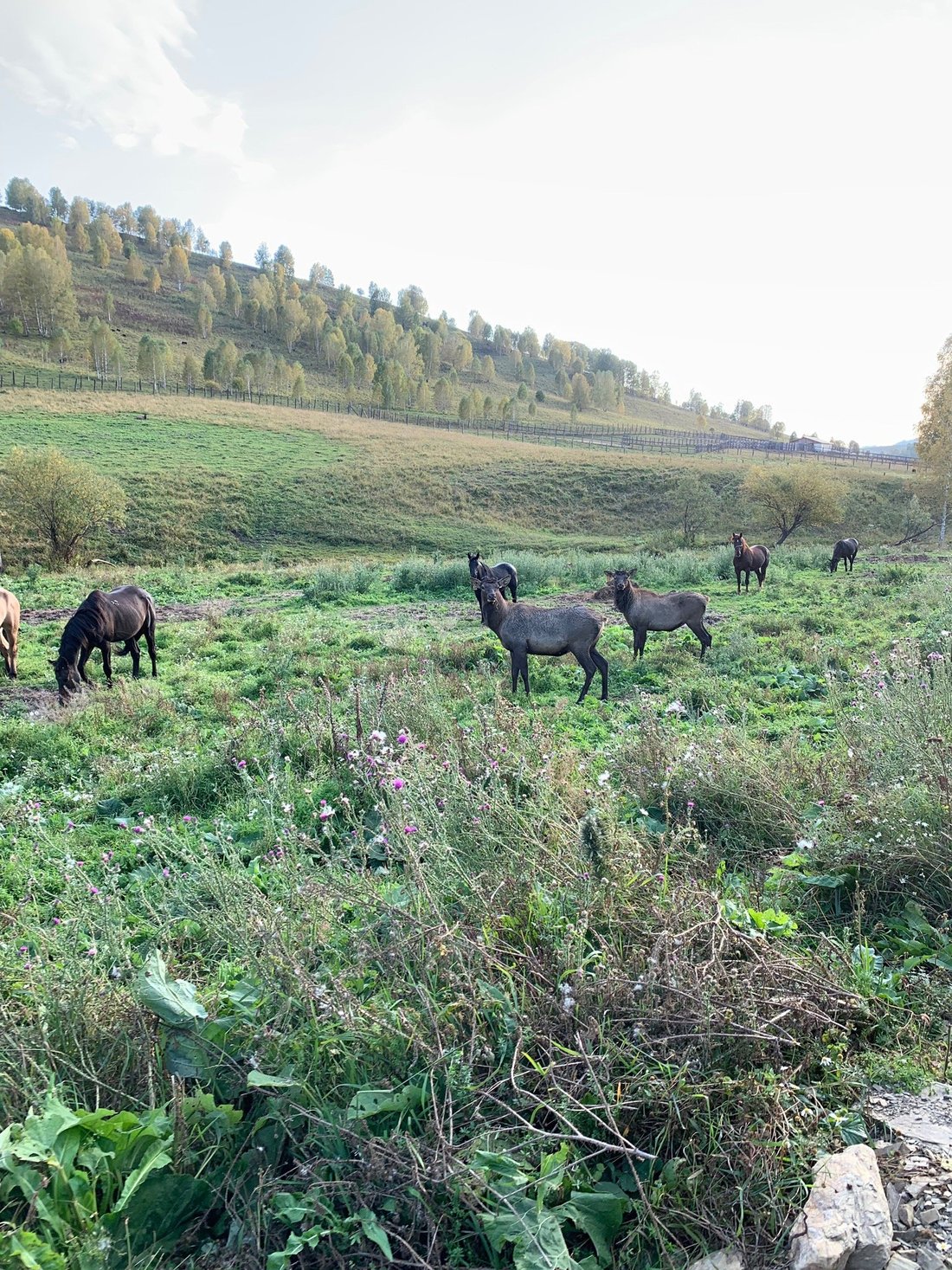 ЗОЛОТО АЛТАЯ (Белокуриха) - отзывы и фото - Tripadvisor