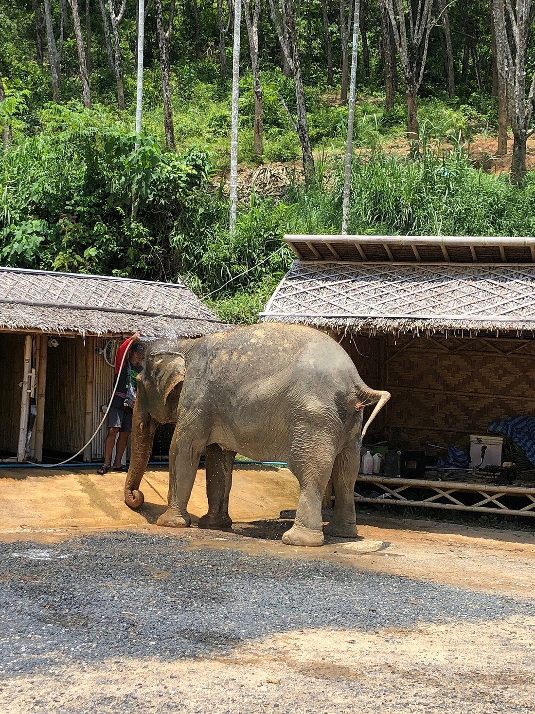 Elephant jungle sanctuary. Elephant Jungle Sanctuary Пхукет. Elephant Jungle Sanctuary Phuket. Elephant Jungle Sanctuary отзывы.