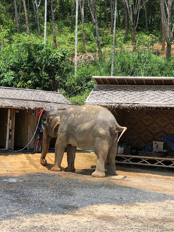 Elephant jungle sanctuary phuket