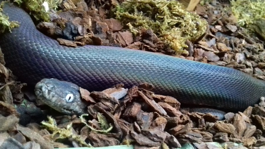 Blue Reef Aquarium
