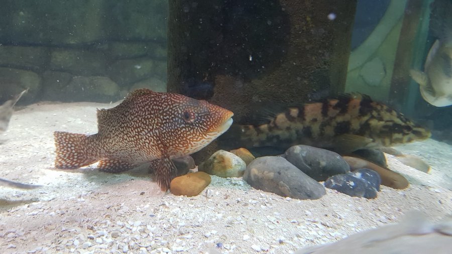 Blue Reef Aquarium