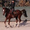 RidingLessonsMadrid