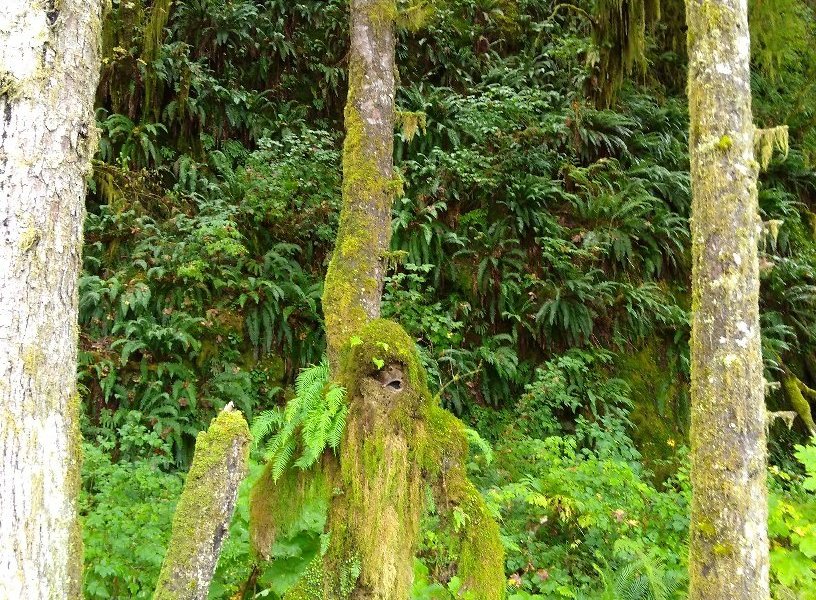 Mongo the Mossquatch image