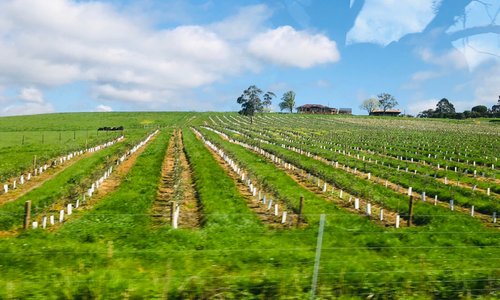Yarra valley 