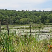Lake at Parsons Marsh