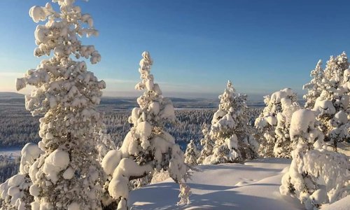 Snow covered trees in deep winter