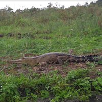 Safari dans la vallée des élèphants, surprise un crocodile en pleine sieste.