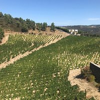 The view from the winery