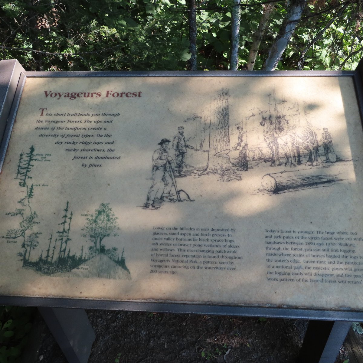 Voyageurs Forest Overlook (Voyageurs National Park) - All You Need to ...