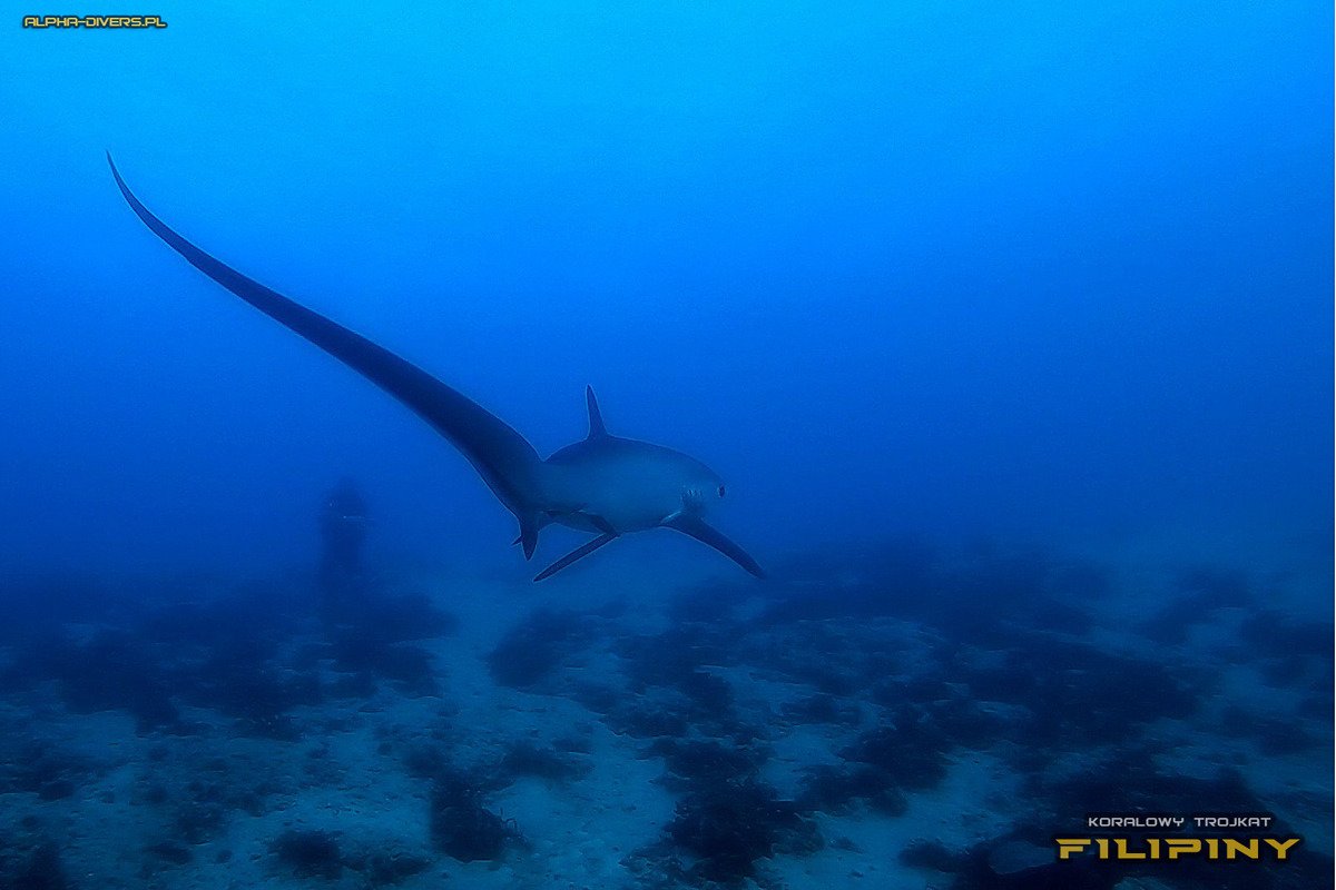 MALAPASCUA THRESHER DIVERS (Malapascua Island) - 2022 Qué Saber Antes ...