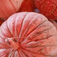 Arizona Best Pumpkin PATCH