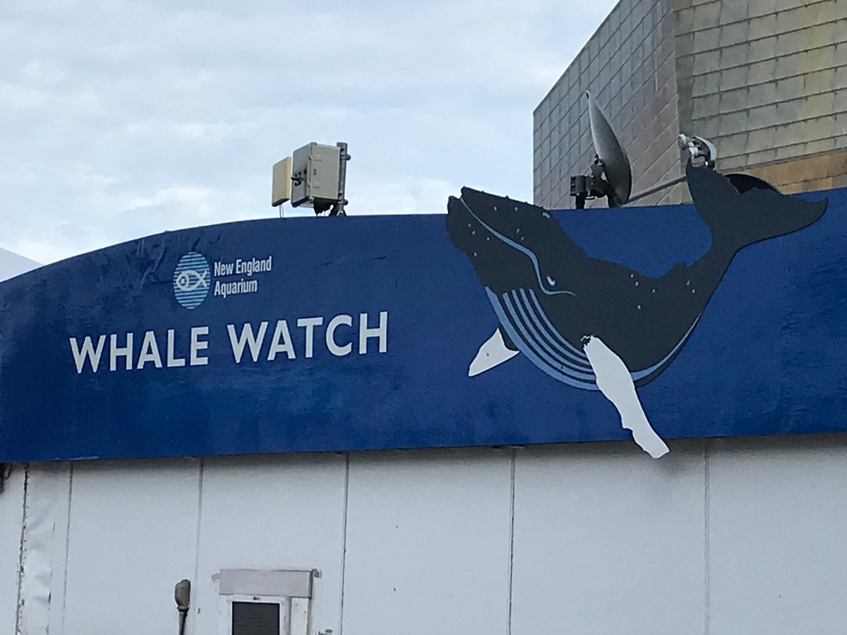 new england aquarium whale watch faq