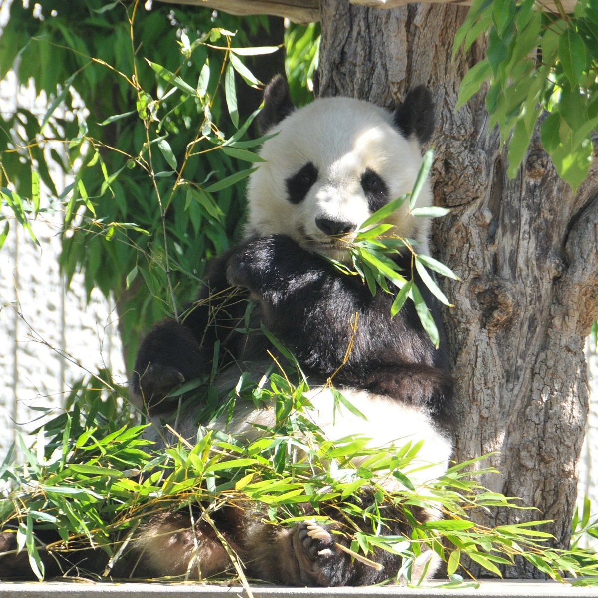 Kobe Oji Zoo, Кобе: лучшие советы перед посещением - Tripadvisor