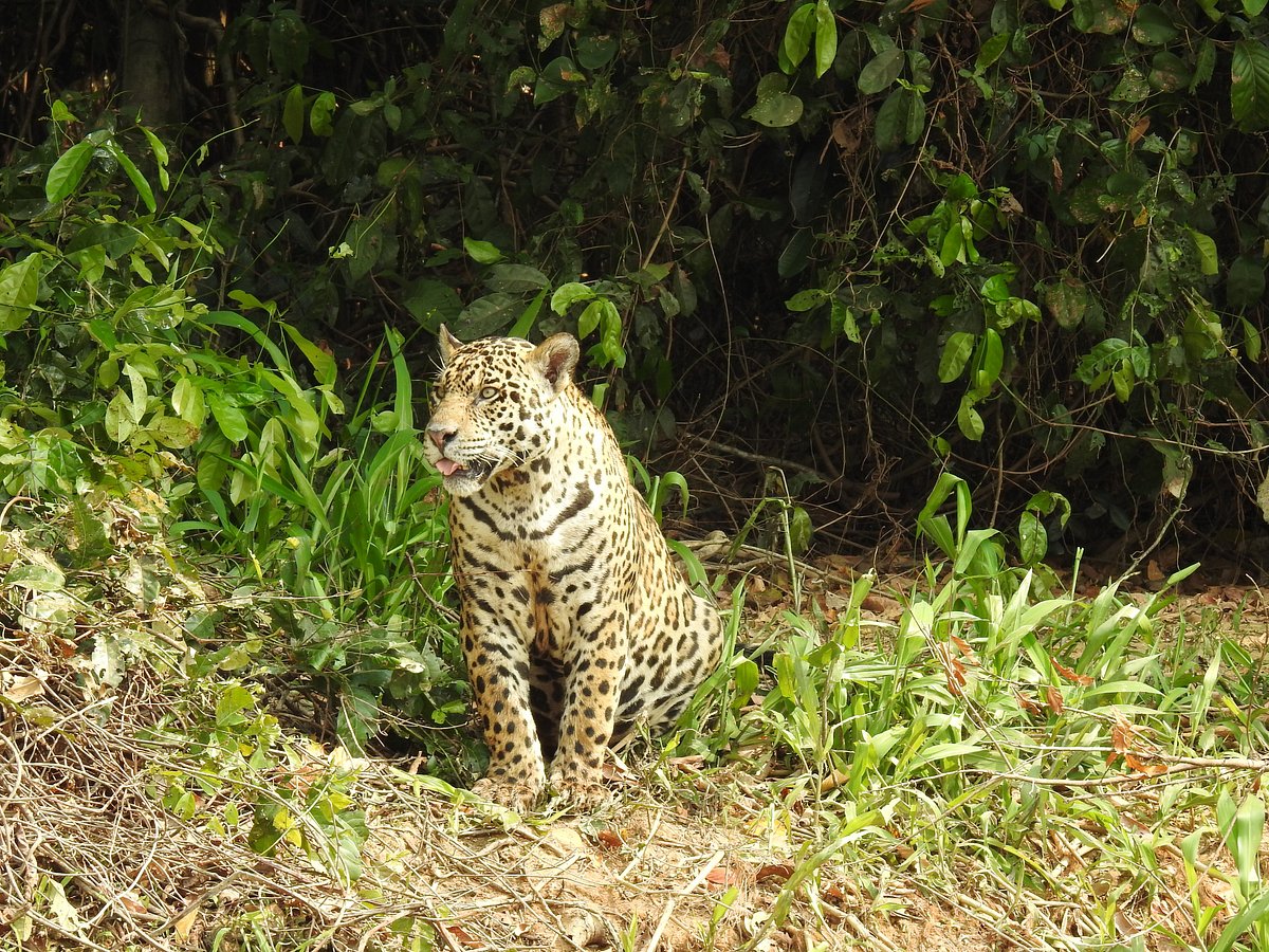 Le jaguar du Pantanal menacé