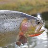 FishtheFly