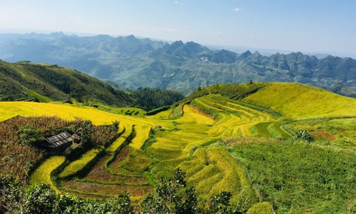 Beautiful Ripe Rice season in Northwest Vietnam
 ---
 See more interesting things here:
 www.vietlongtravel.com / www.vietnamholidays.tours