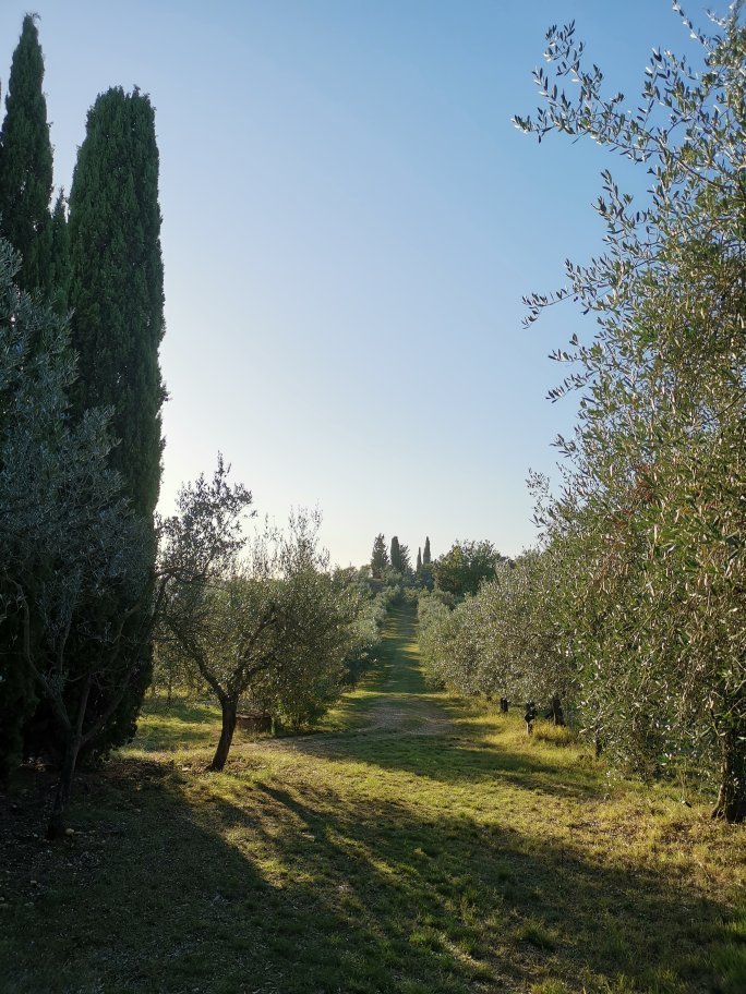 B&B IL BORGHETTO: Bewertungen, Fotos & Preisvergleich (Montefiridolfi ...