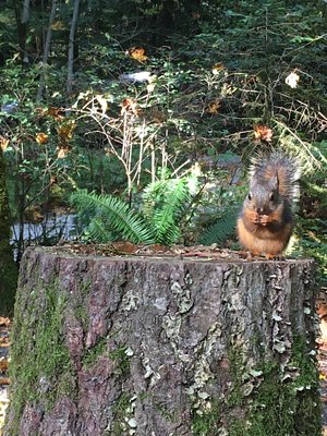 PARADISE VALLEY CAMPGROUND (SQUAMISH, CANADÁ): 80 fotos, comparação de  preços e avaliações - Tripadvisor