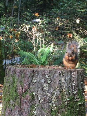 PARADISE VALLEY CAMPGROUND (SQUAMISH, CANADÁ): 80 fotos, comparação de  preços e avaliações - Tripadvisor