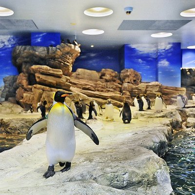 中国地方の水族館 中国地方の 10 件の水族館をチェックする トリップアドバイザー