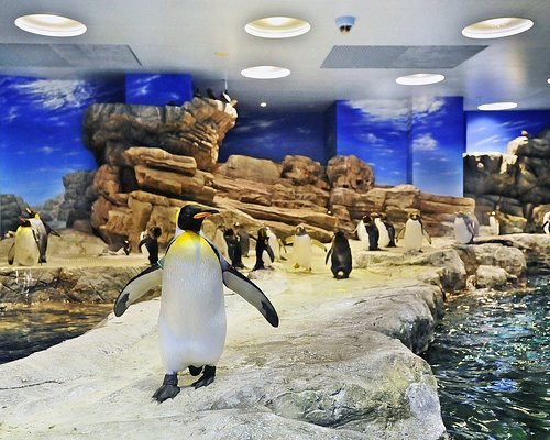 中国地方の動物園 水族館 ベスト10 トリップアドバイザー