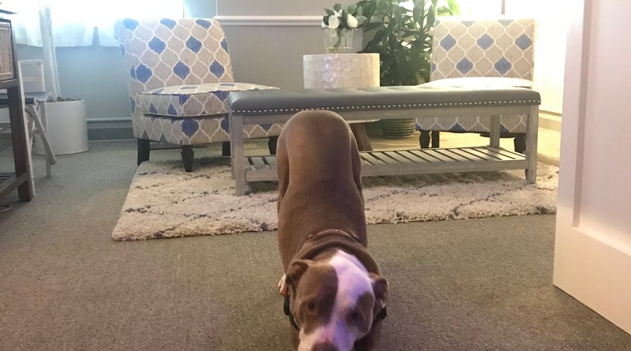Poogan’s, the Massage Therapy Dog, knows the importance of stretching!