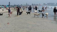 are dogs allowed at coronado beach