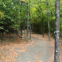 The leaves are beautiful in the Fall