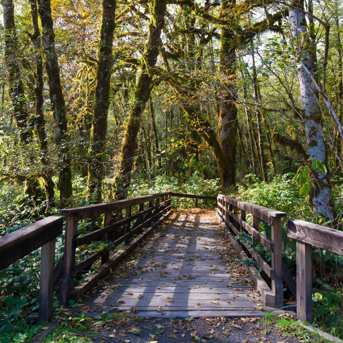 MAPLE GLADE RAIN FOREST TRAIL (Amanda Park) - All You Need to Know ...