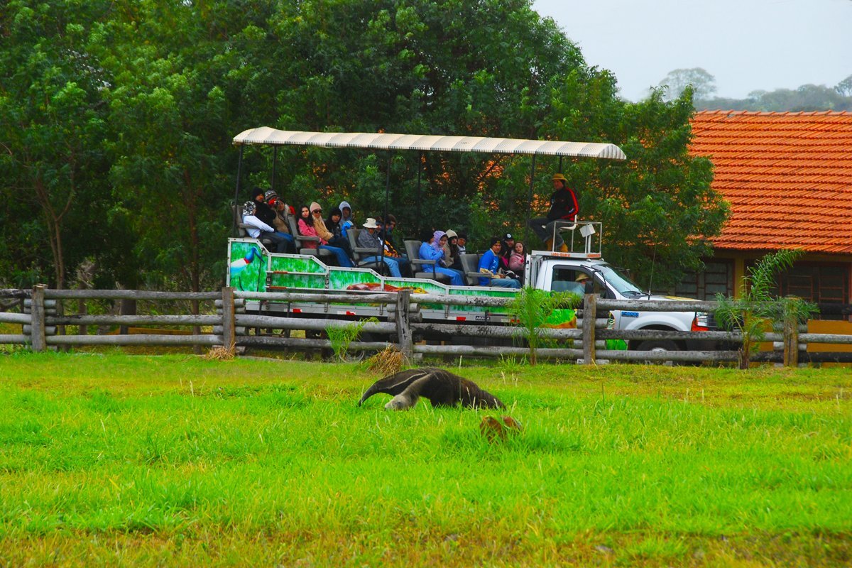 Manada de Cavalos Pantaneiros em uma Fazenda do Pantanal 